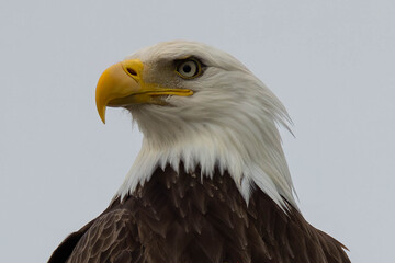 Beautiful Eagle