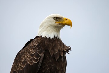 Wonderful Eagle