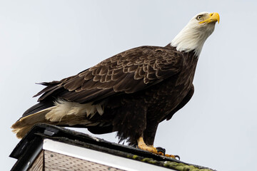 Bald Eagle