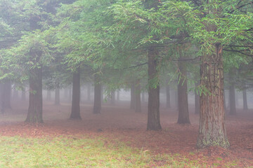 Obraz premium Sequoia forest of Mount Colon in Poio, Galicia, on a day with very dense fog