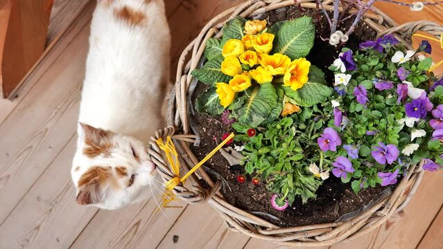 White Cat and spring flowers. White cat rubs against a wicker basket with primroses and pansies. Lovely pets. 4k footage