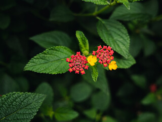 Lantana flower