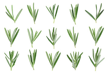 Healthy herb. Set of fresh rosemary on white background