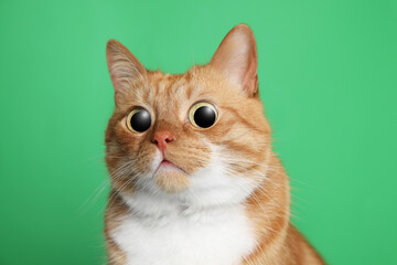 Funny pet. Cute surprised cat with big eyes on green background - obrazy, fototapety, plakaty