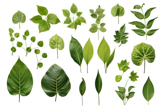 Collection of Leaves. isolated object, transparent background