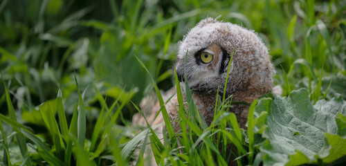 Obraz premium Great Horned Owl Baby, Wilderness Moment: Adorable Owlette Fledging Safely Concealed in the Verdant Embrace of Grass. Wildlife Photography. 