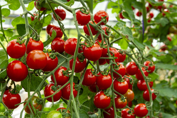 畑で育つ新鮮で美味しいミニトマト