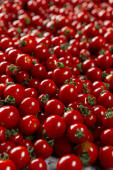 畑で育つ新鮮で美味しいミニトマト