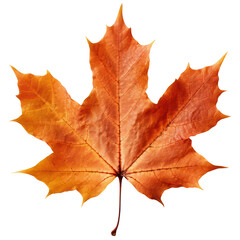 Obraz premium Vibrant Orange Sugar Maple Leaf Cutout: Close-up of Autumn Foliage in Nature's Botanical Beauty. Isolated on Transparent Background. Generative AI