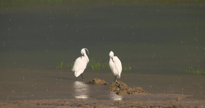 Raindrops falling two egret white water birds preening feathers slow motion