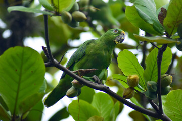 cotorra, ave, verde, animal, naturaleza, variopinto, pico, tropical, fauna, emplumar, inhospitalario, perico, rojo, jungla, mascota, árbol, exoticas, sucursal, color, aviar, amazonia, guacamaya, cotor