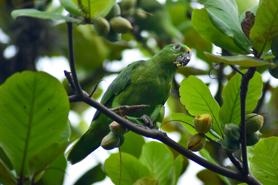 cotorra, ave, verde, animal, naturaleza, variopinto, pico, tropical, fauna, emplumar, inhospitalario, perico, rojo, jungla, mascota, &aacute;rbol, exoticas, sucursal, color, aviar, amazonia, guacamaya, cotor
