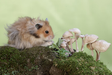 A male Syrian hamster is eating a mushroom that grows wild on the mossy ground. This rodent has the scientific name Mesocricetus auratus.