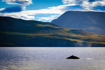 Humpback Whale near Akureyri, Iceland