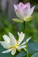 Fototapeta premium 蓮