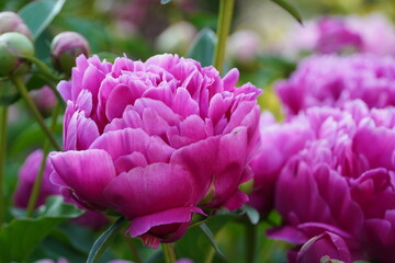 flowers blossom in spring garden