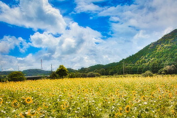 夏の強い日差しと青空の下のひまわり畑