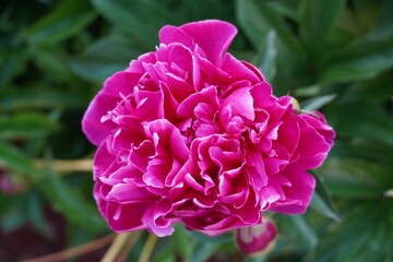 flowers blossom in spring garden