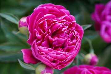 flowers blossom in spring garden