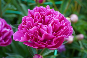 flowers blossom in spring garden