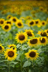夏の強い日差しと青空の下のひまわり畑