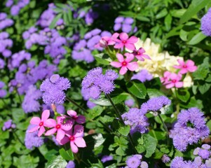 花壇で咲いている数種の花