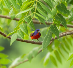 painted bunting
