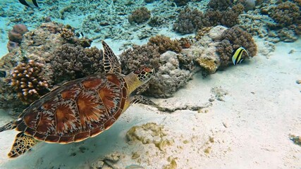 coral reef with fish