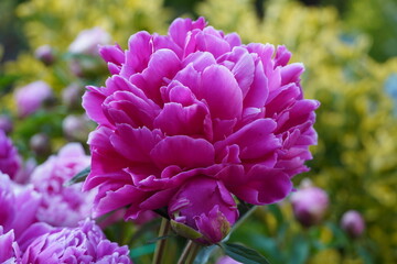 flowers blossom in spring garden