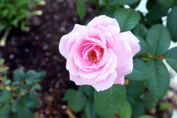 パフュームドレスの花