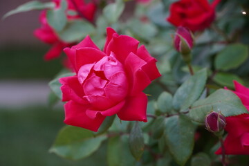 flowers blossom in spring garden