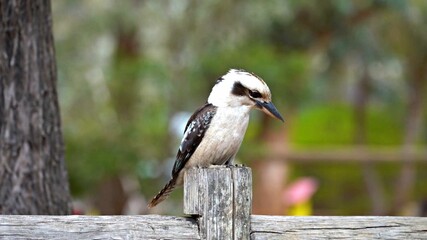 spotted woodpecker
