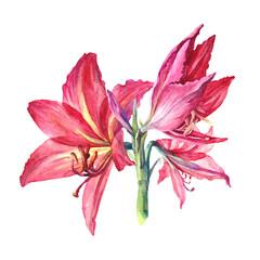 Watercolor bouquet flower red lily isolated on white background. Hand-drawn botanical illustration for card celebration wedding or birthday. Clipart for wallpaper or wrapping and textile gift