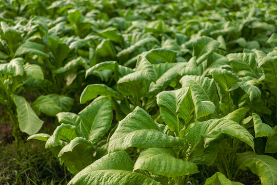 Tobacco plant in field, beautiful background with tobacco garden landscape with dark green leaves in evening, big tobacco leaf growing in tobacco plantation