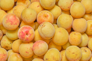 Japanese Plum Fruit Closeup