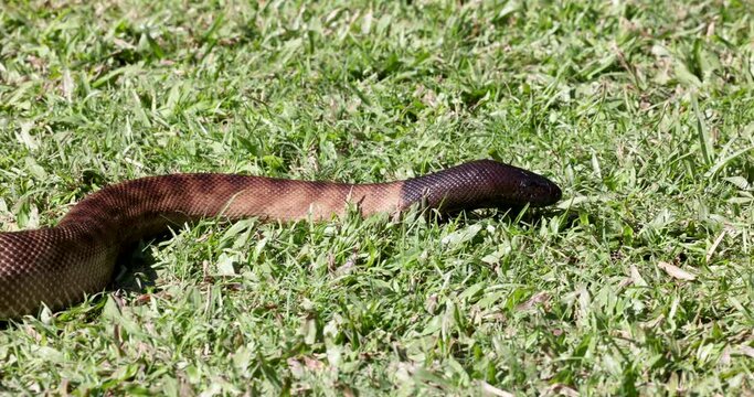 Black-headed python seen in natural habitat in Queensland, Australia