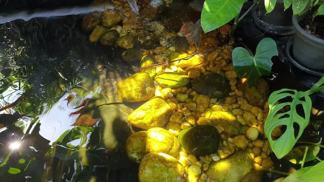 Koi fish pond and other fish. Made of geomembrane. There is a reflection of the sun's light on the wavy water. Arranged in stones that have been covered in moss on the side of a receding fish pond.