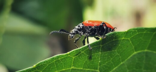 Close Up Red headed Cardinal Beetle Bug