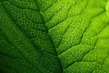 Fototapeta premium Close-up of a vibrant green leaf texture. Generative AI