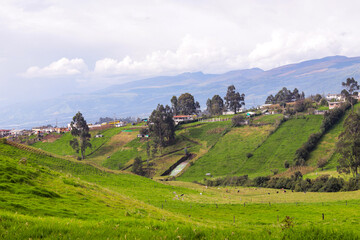 Forest in the Cotopaxi