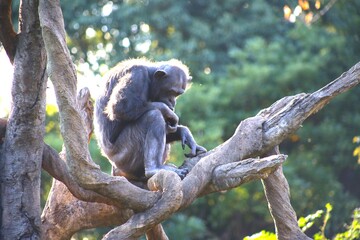 koala in tree