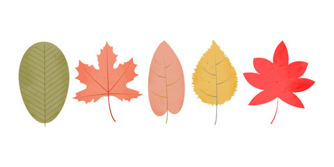 Autumn leaves with watercolor texture on isolated white background.Fall.