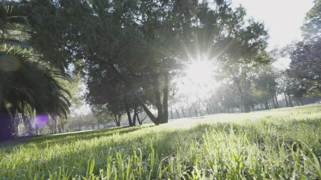 Plano general sol amanecer parque c&eacute;sped &aacute;rboles bosque