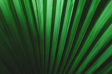 Natural green leaves Background texture leaves