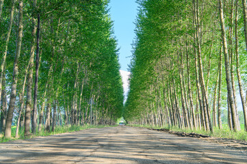 木漏れ日に溢れる木道　