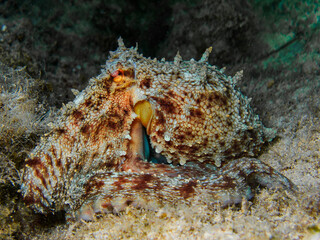 Octopus from the Mediterranean Sea