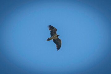  a single adult Bearded vulture bird flying in the distance, open wild with a clear blue sky background- Armenia