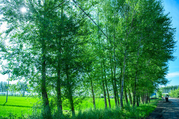 Obraz premium 木漏れ日に溢れる木道 