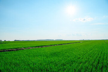 Obraz premium 夏の田舎景色