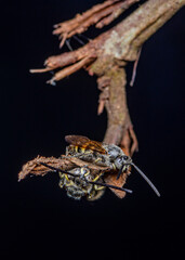 Scoliidae wasp, yellow hairy flower wasp resting on branch, Close up insect in wild, Selective ficos.